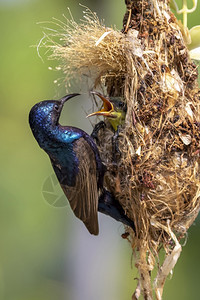 紫色太阳鸟Male在鸟类和中喂养幼鸟的图像以自然背景为巢Cinnyrisasiaticus鸟类动物图片