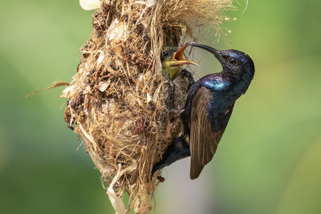 紫色太阳鸟Male在鸟类和中喂养幼鸟的图像以自然背景为巢Cinnyrisasiaticus鸟类动物图片
