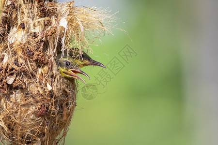 幼鸟的图像正在等待母鸟喂养类和以自然为背景的巢穴中鸟类动物图片
