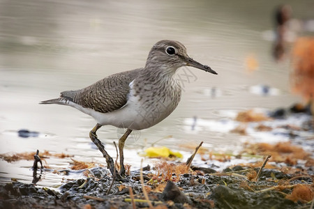 在沼泽寻找食物的普通鸟Actishiroleucos图像图片