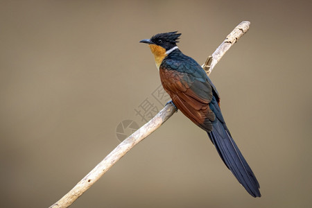 Cuckoo鸟Coodatorcoromandus关于自然背景的树枝图片