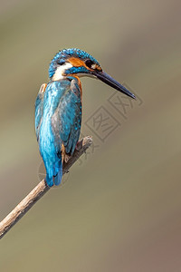 普通捕王Alcedoatthy的图像Alcedoatthy粘贴在关于自然背景的分支上鸟类动物背景图片