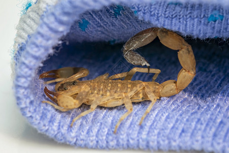 蓝布的棕色蝎子图像昆虫动物图片
