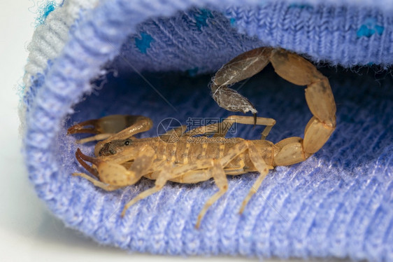 蓝布的棕色蝎子图像昆虫动物图片