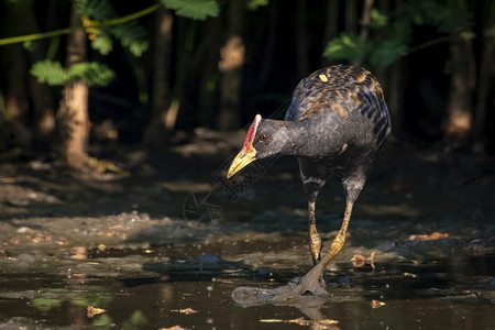 水鸟Gallicrexcinerea在沼泽寻找食物图片
