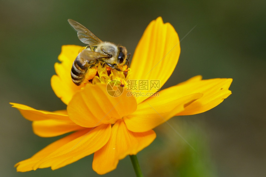 黄花上的蜜蜂或图像收集花蜜粉上的金蜂昆虫动物图片