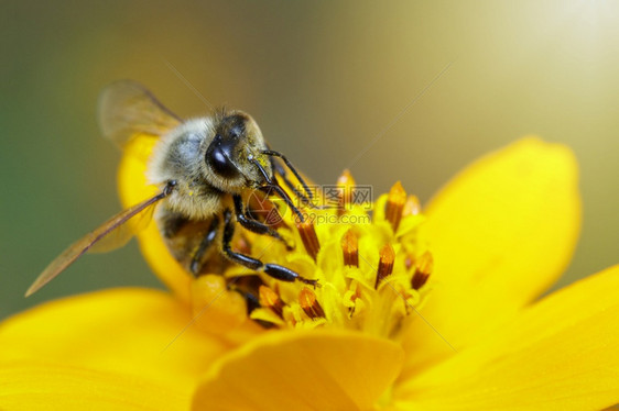 黄花上的蜜蜂或图像收集花蜜粉上的金蜂昆虫动物图片