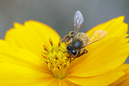 黄花上的蜜蜂或图像收集花蜜粉上的金蜂昆虫动物图片素材