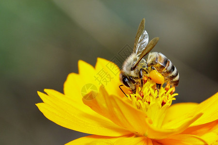黄花上的蜜蜂或图像收集花蜜粉上的金蜂昆虫动物图片素材