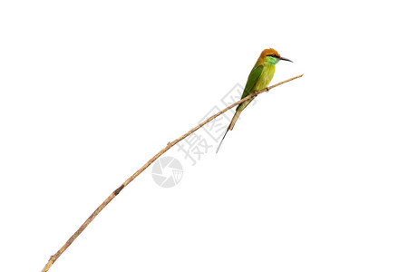 白色背景的树枝上绿色食蜂鸟图像类动物图片