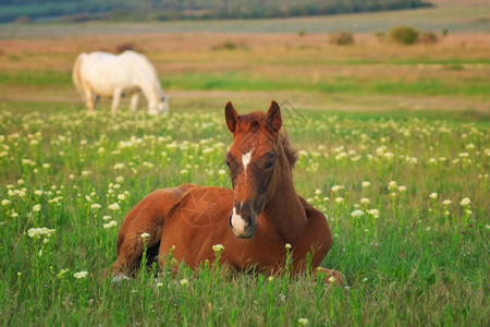 年轻的马躺在绿草地上自然的构成图片