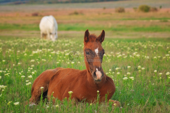 年轻的马躺在绿草地上自然的构成图片