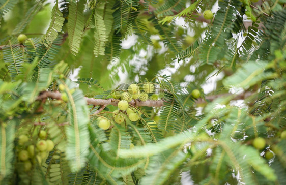 印度果莓或含绿叶的树上阿姆拉果子印度传统鹅莓树用于Ayurvedic草药和零食图片