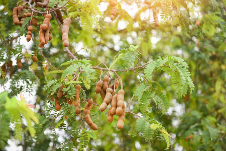 Tamarind树热带水果在树上种植成熟的塔马林树夏季叶图片