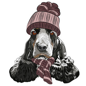 以温暖的冬季针织棕色帽子和围巾育种的英国CockerSpaniel图片