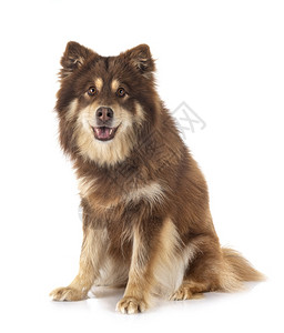 白色背景面前的芬兰Lapphund图片