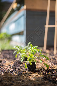 沙拉蔬菜和草药在高大的床上新鲜植物和土壤图片