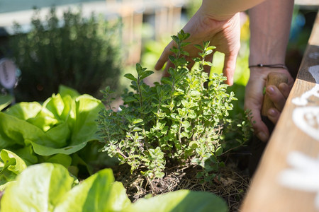 种植蔬菜和草药在高大的床上新鲜植物和土壤图片
