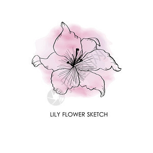 Lily手画的LilyLily图片