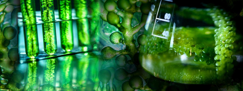 藻类燃料实验室生物燃料工业项目藻类医学工业实验室研究中的光生物体图片