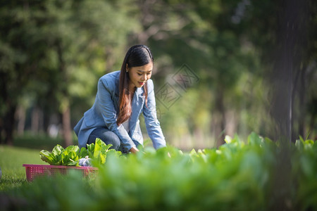 女孩和种植蔬菜供在家里吃图片