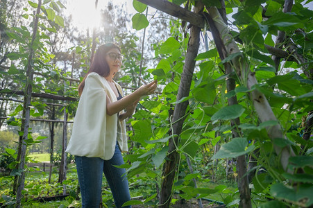 女孩和种植蔬菜供在家里吃图片