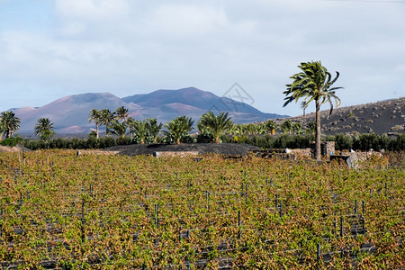 西班牙兰萨罗特岛火山土壤上著名的拉盖里亚葡萄园图片