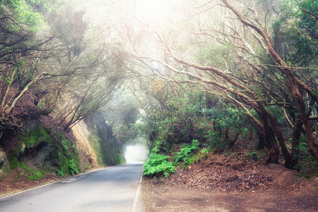 穿过绿色夏月林的荒草道路图片