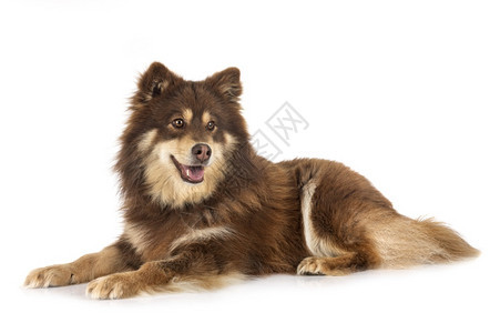 白色背景面前的芬兰Lapphund图片