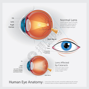 人类眼球解剖矢量说明图片