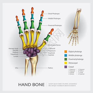 和手动骨矢量插图图片