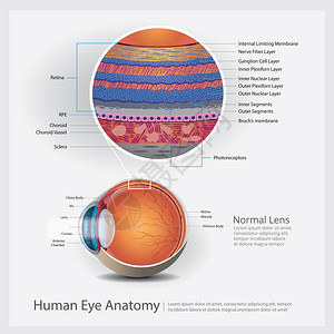 人类眼球解剖矢量说明背景图片