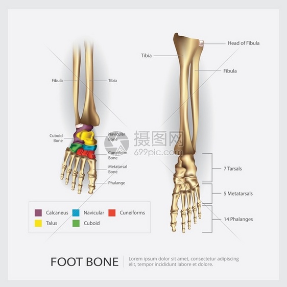 脚骨解剖矢量说明图片