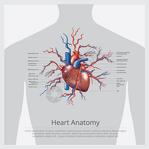 心脏解剖矢量插画图片