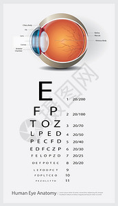 人类眼球解剖视力表矢量插画图片