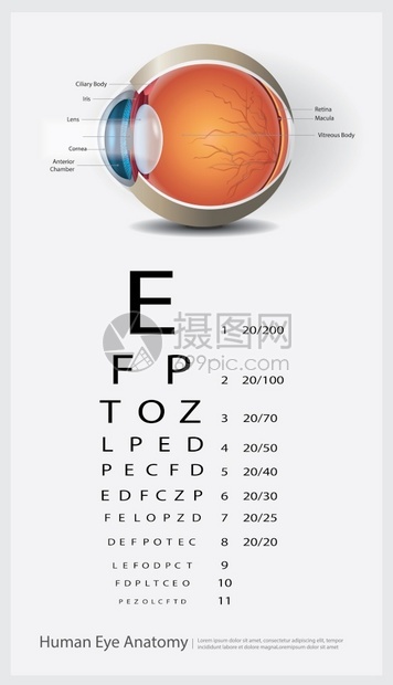 人类眼球解剖视力表矢量插画图片