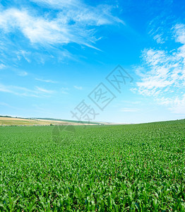 玉米田有年轻的植物和蓝色天空图片