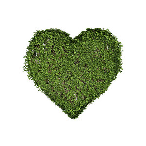 Ivy种植树叶绿色爬行丛和形成爱心符号的藤树图片