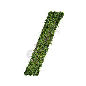 长春藤植物树叶绿色爬行丛和葡萄形成在自然生长和态环境概念中与白色隔离的斜线符号图片