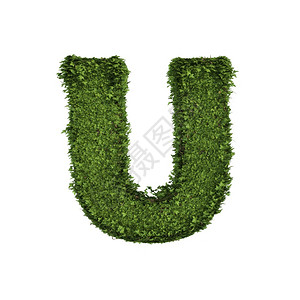 长春藤种植树叶绿色爬行丛和藤形成字母U英文体符在白色自然生长和态环境概念中分离图片
