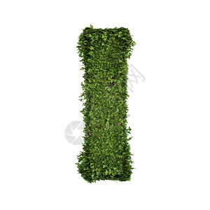 Ivy种植树叶绿色爬行丛和葡萄组成字母I英文体符与白色自然生长和态环境概念隔离图片