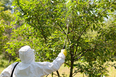农民在果园中喷洒有毒杀虫剂或非有机食品概念图片