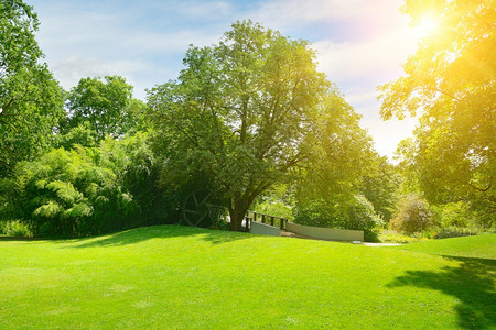 绿色夏季城市公园的阳光明亮图片