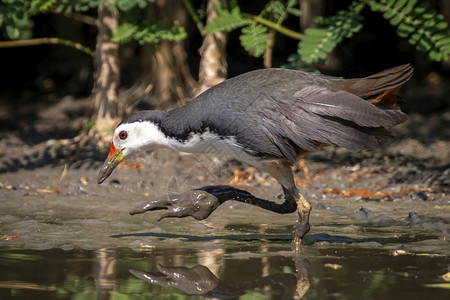 白胸水鸟Amaurornisphoenicurus的图像正在寻找以自然为背景的沼泽食物图片