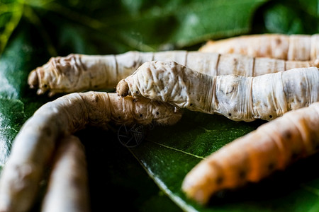 甲骨文蚕一群丝虫头孟买莫里带着尖利的牙齿吃黄莓叶背景