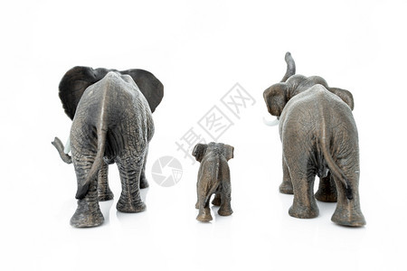 大象家族的背面被白色景隔离图片