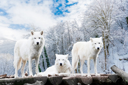 北极野狼冬季森林的白狼图片
