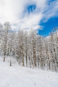 冬雪覆盖山上的树木图片