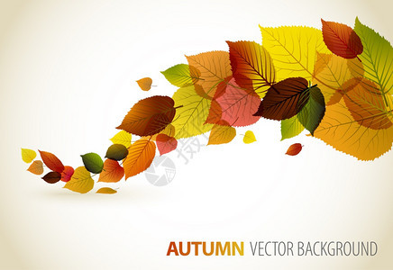 含有文本位置的秋季抽象花背景图片