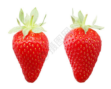 草莓实际上是含有多种品的一组水果fragariagenusFragaria是玫瑰家庭的一部分图片